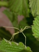 Medauroidea Extradentata (4).jpeg Medauroidea Extradentata (4).jpeg