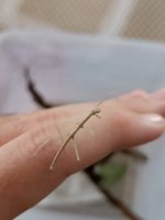 Medauroidea Extradentata (5).jpeg Medauroidea Extradentata (5).jpeg