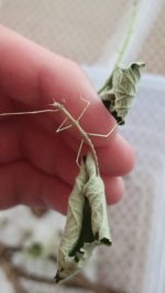 Medauroidea Extradentata (6).jpeg Medauroidea Extradentata (6).jpeg