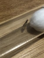 IMG_1435.jpeg