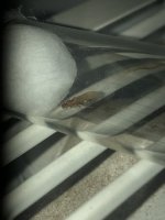 IMG_1447.jpeg