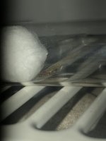 IMG_1445.jpeg