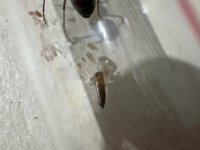 IMG_0393.jpeg