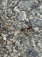 IMG_7376.jpeg