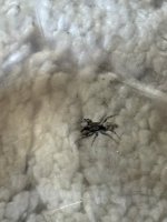 IMG_2613.jpeg