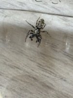 IMG_2616.jpeg