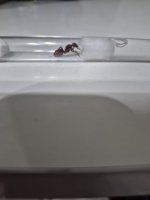 27531.jpg