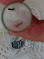 IMG_20260612_182117.jpg