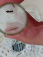 IMG_20260612_182109.jpg