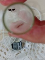 IMG_20260612_182119.jpg