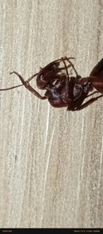 IMG_20260612_185956.jpg