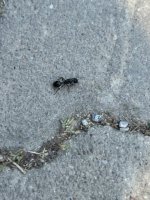IMG_7383.jpeg