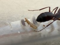 IMG_0423.jpeg