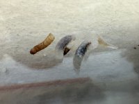 IMG_0421.jpeg