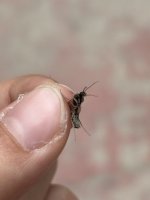 IMG_0675.jpeg