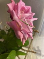 IMG_2961.jpeg