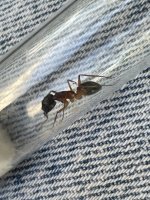 IMG_6286.jpeg