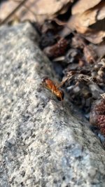 IMG_6282.jpeg