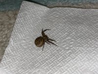 IMG_5529.jpeg