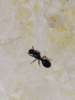 IMG_6568.jpeg