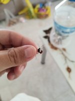 IMG_20260615_132627.jpg