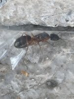 IMG_0367.jpeg