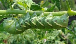 Tomato_hornworm.jpg Tomato_hornworm.jpg