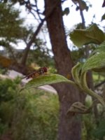 IMG_20260613_130705.jpg
