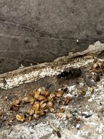 IMG_1572.jpeg