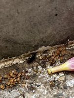 IMG_1571.jpeg