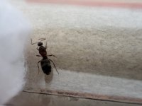 IMG_0452.jpeg