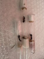 IMG_1294.jpeg