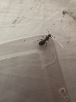 IMG_2675.jpeg