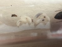 IMG_0472.jpeg