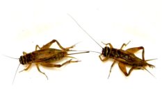 male-female-cricket-600x387.jpg male-female-cricket-600x387.jpg