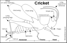 cricket-anatomy.png cricket-anatomy.png