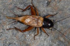 bimaculatus_m08.jpg bimaculatus_m08.jpg