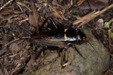 bimaculatus_i2013.jpg bimaculatus_i2013.jpg