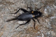 bimaculatus_w08.jpg bimaculatus_w08.jpg