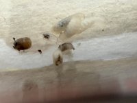 IMG_0504.jpeg