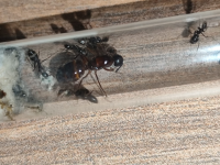 görsel_2026-06-19_234135060.png