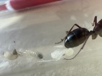IMG_0509.jpeg