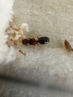 IMG_0507.jpeg