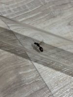 IMG_1698.jpeg