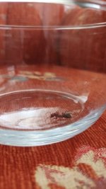 IMG_20260621_123618.jpg