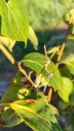 IMG_20260622_181109.jpg