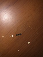 IMG_3166.jpeg