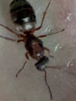 IMG_0952.jpeg