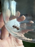IMG_0944.jpeg