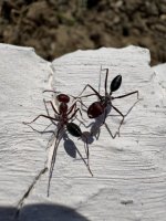 IMG_0917.jpeg
